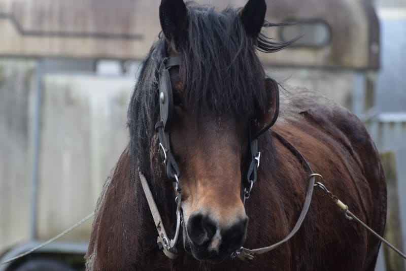 leren paarden fotograferen