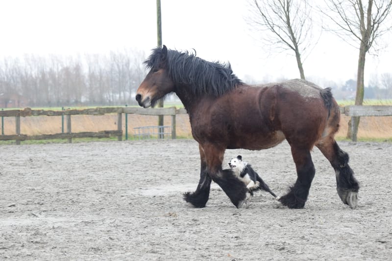 leren paarden fotograferen
