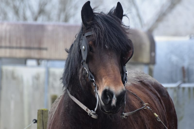 leren paarden fotograferen