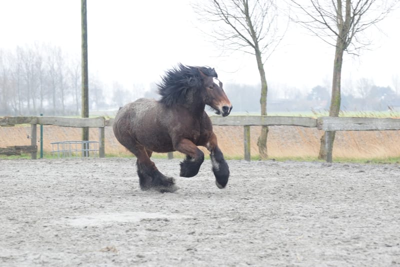 leren paarden fotograferen