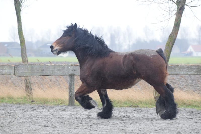 leren paarden fotograferen