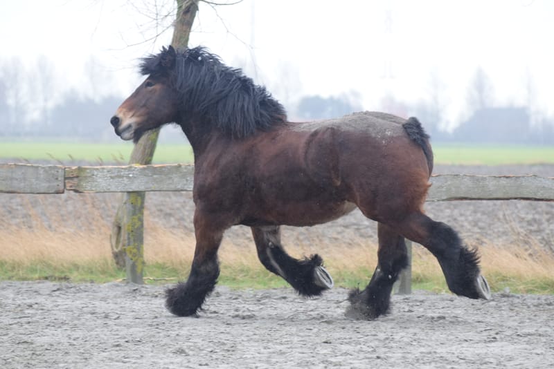 leren paarden fotograferen