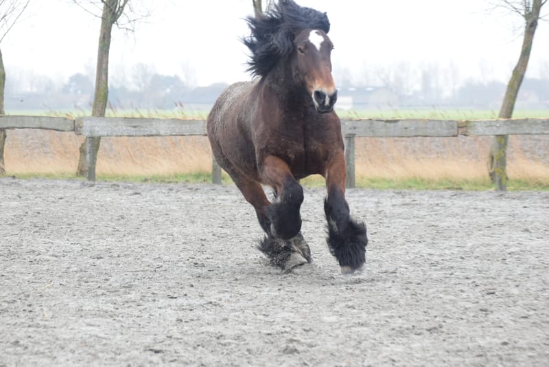 leren paarden fotograferen