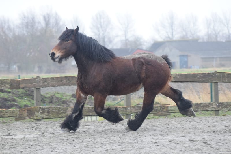 leren paarden fotograferen
