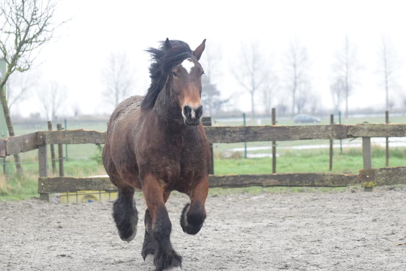 leren paarden fotograferen