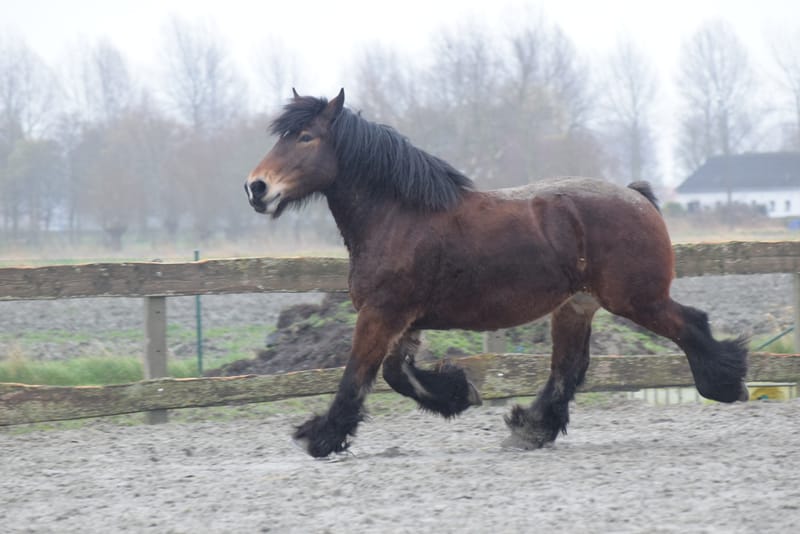 leren paarden fotograferen