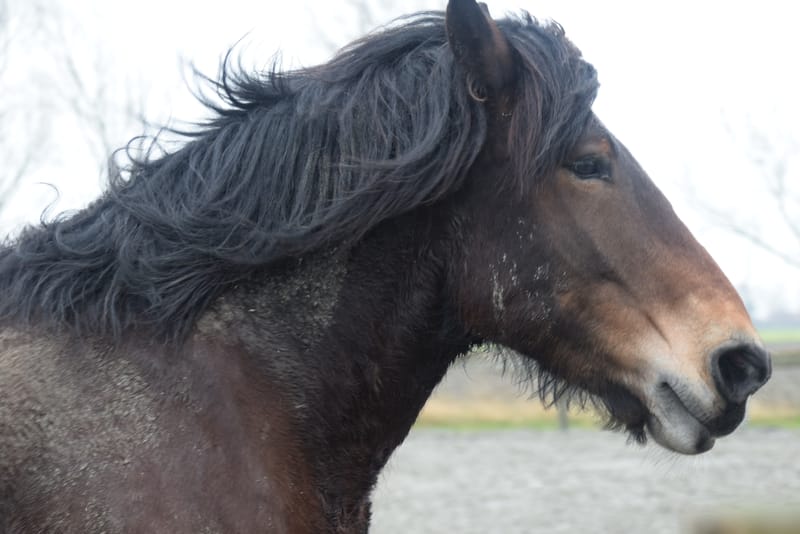 leren paarden fotograferen