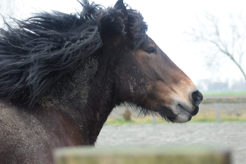 leren paarden fotograferen
