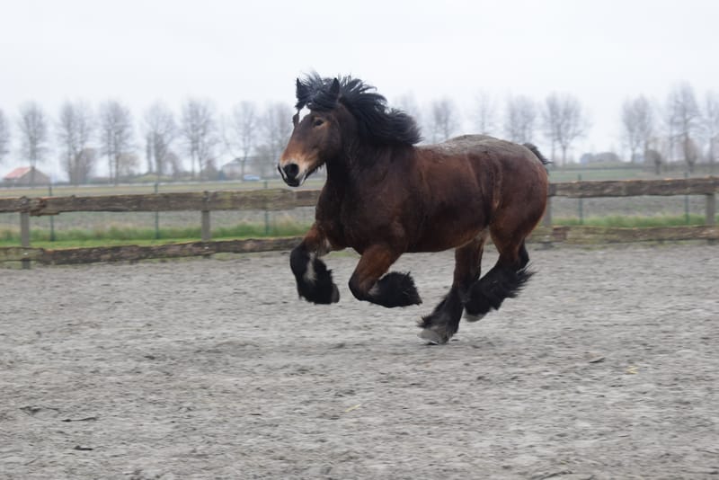 leren paarden fotograferen