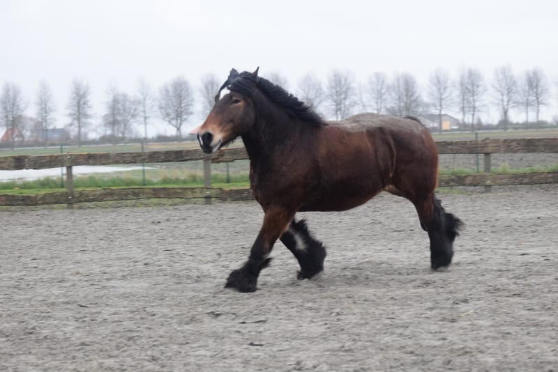 leren paarden fotograferen
