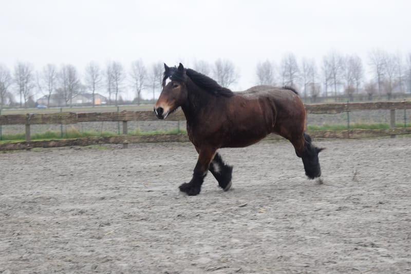leren paarden fotograferen