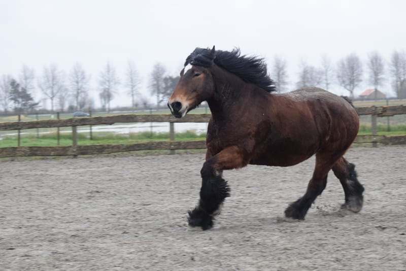 leren paarden fotograferen