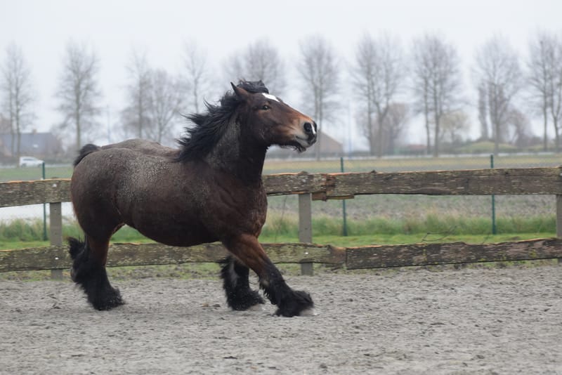 leren paarden fotograferen