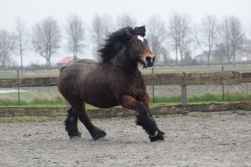 leren paarden fotograferen
