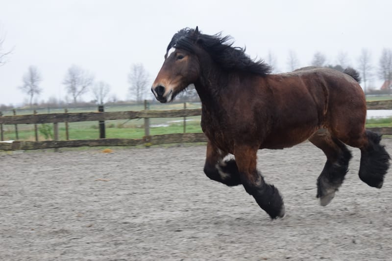 leren paarden fotograferen