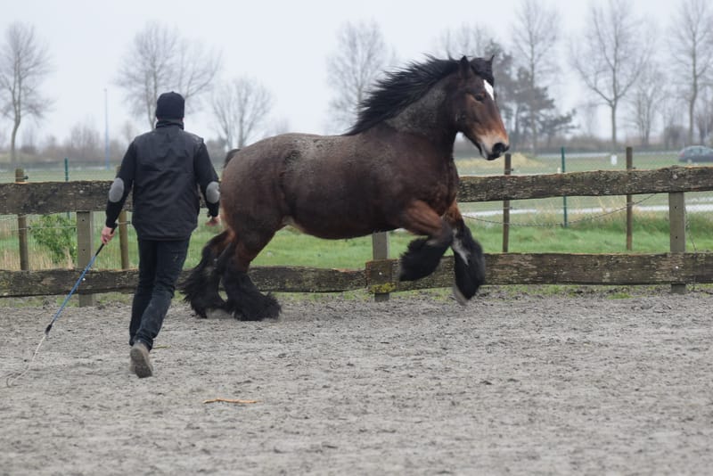 leren paarden fotograferen