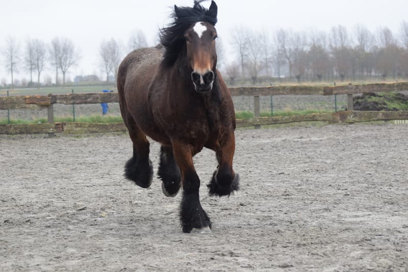 leren paarden fotograferen