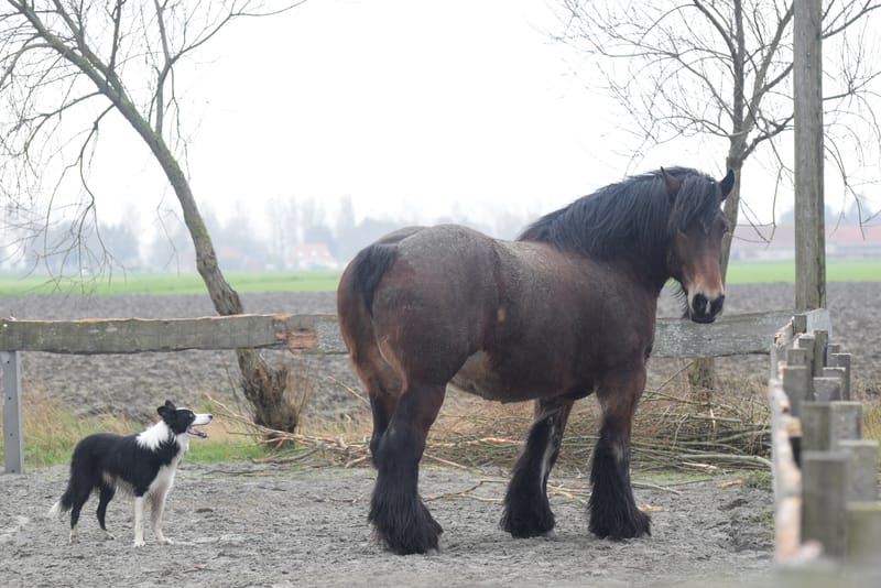 leren paarden fotograferen