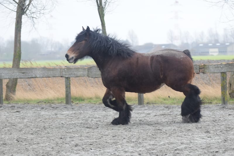 leren paarden fotograferen