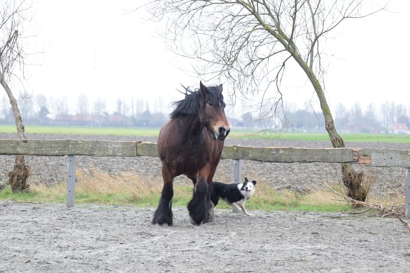 leren paarden fotograferen