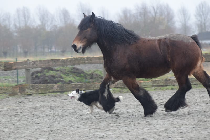 leren paarden fotograferen