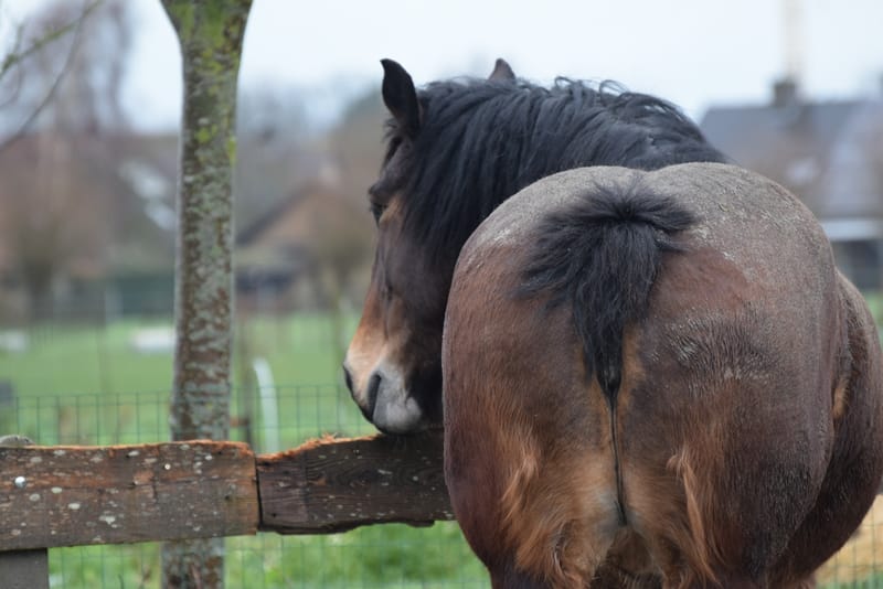 leren paarden fotograferen