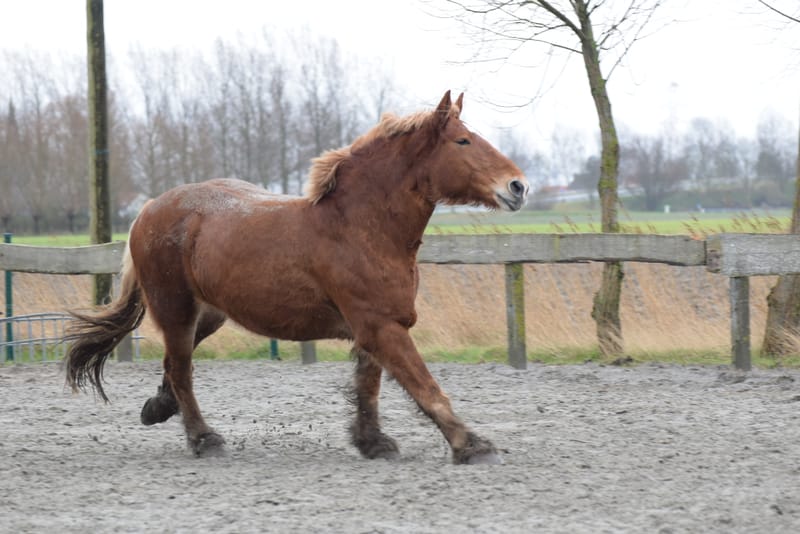 leren paarden fotograferen