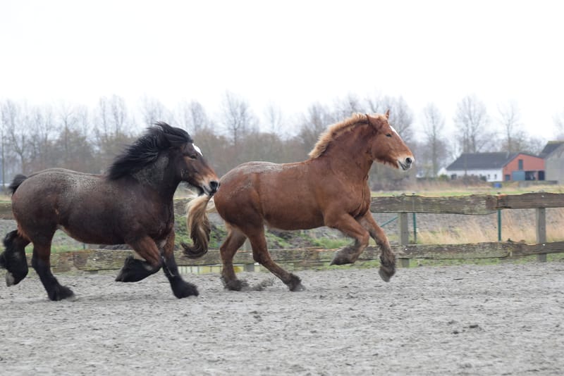 leren paarden fotograferen