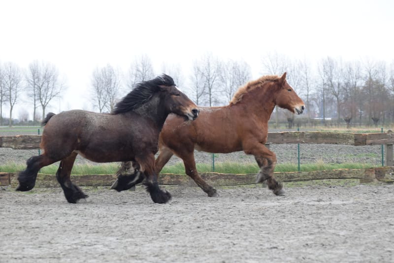 leren paarden fotograferen