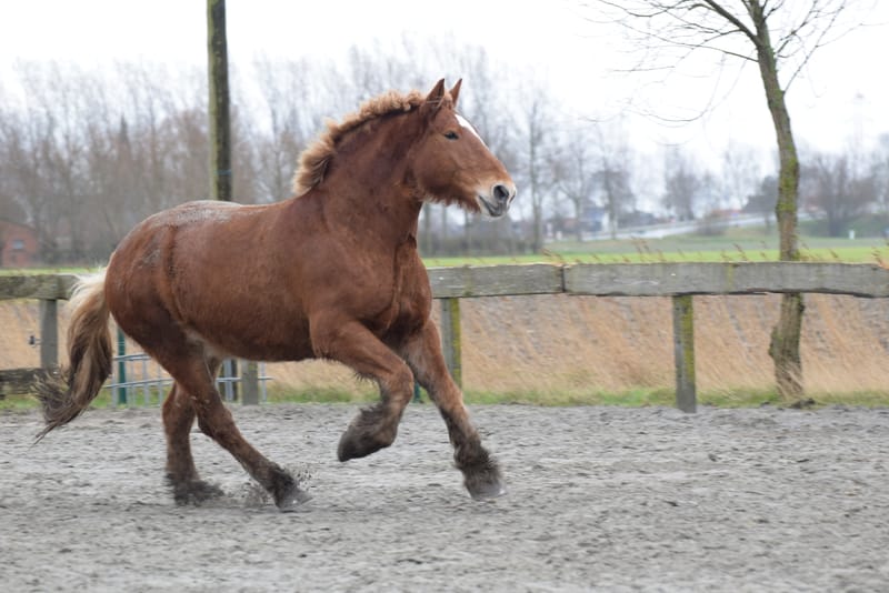leren paarden fotograferen