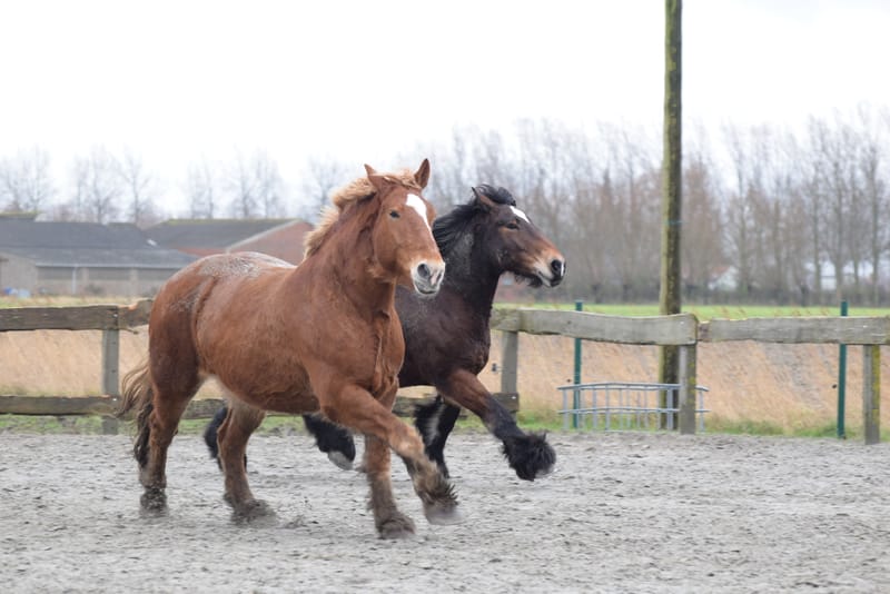 leren paarden fotograferen