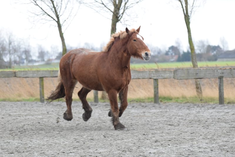 leren paarden fotograferen