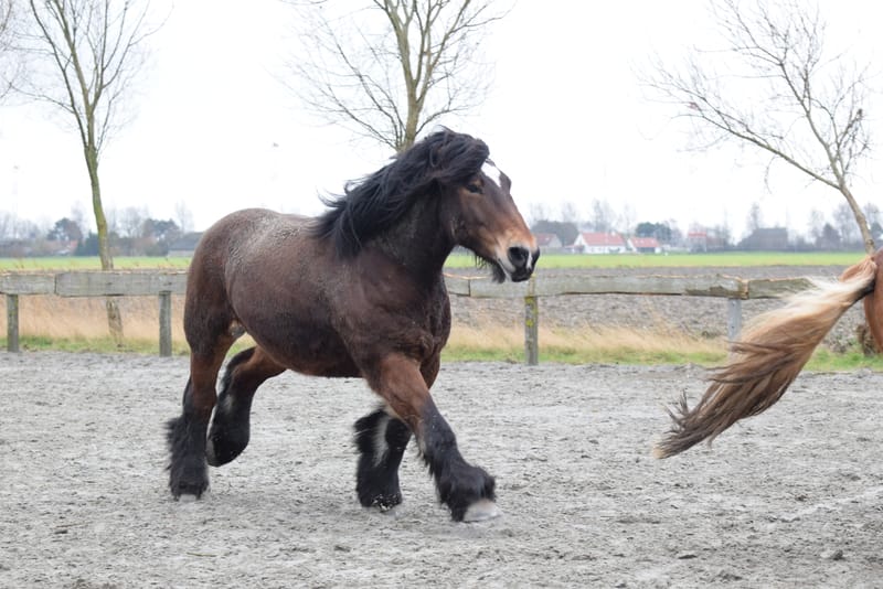leren paarden fotograferen