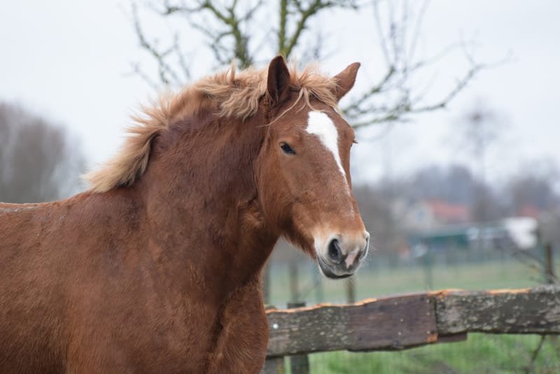leren paarden fotograferen