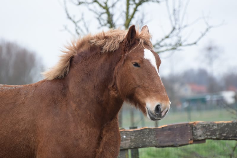 leren paarden fotograferen