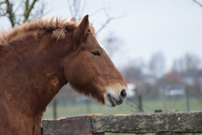 leren paarden fotograferen