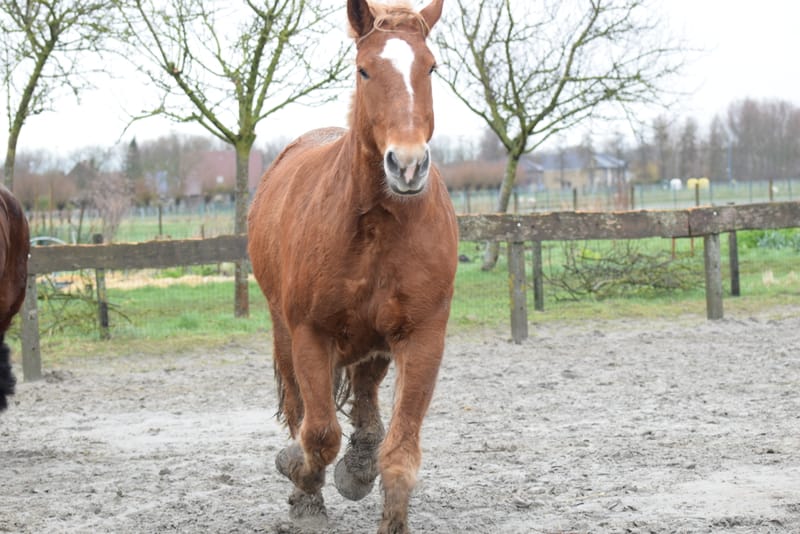 leren paarden fotograferen