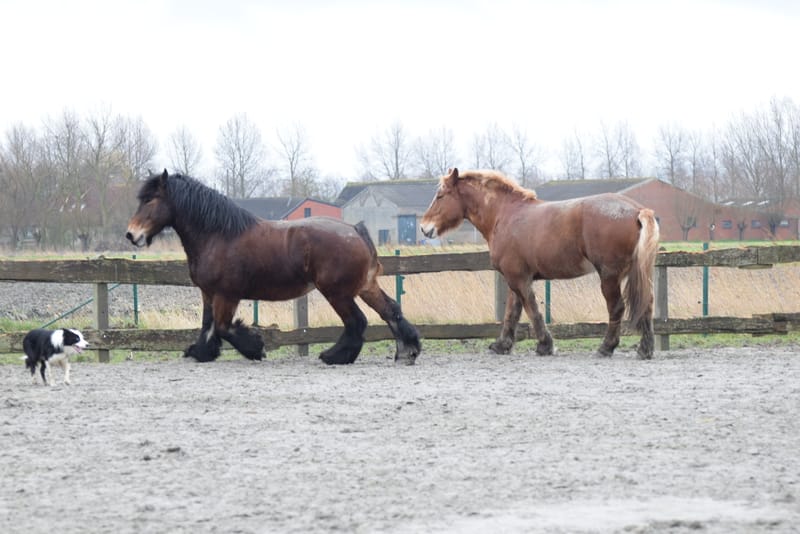 leren paarden fotograferen