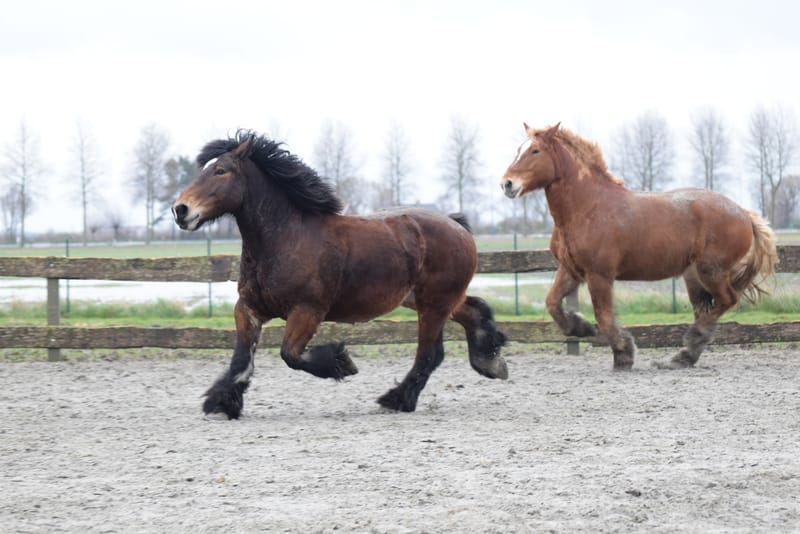 leren paarden fotograferen