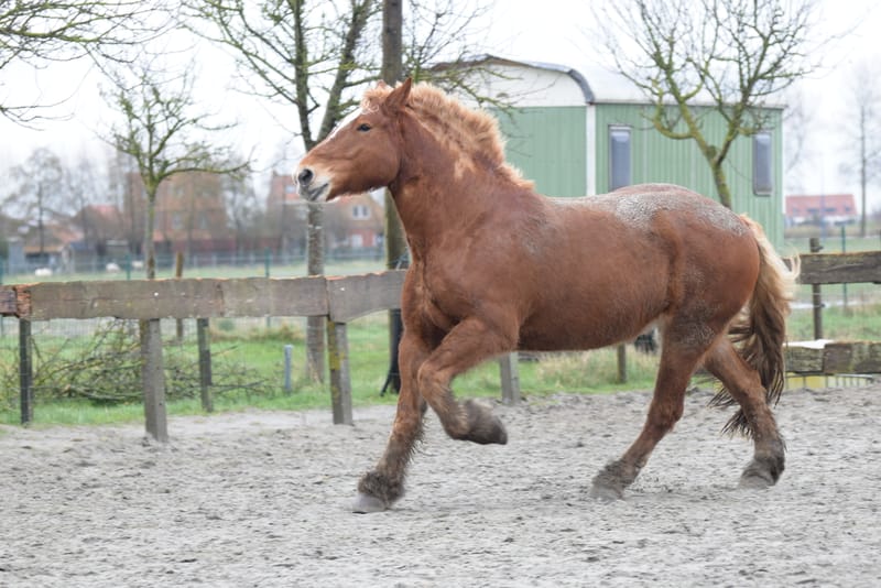 leren paarden fotograferen