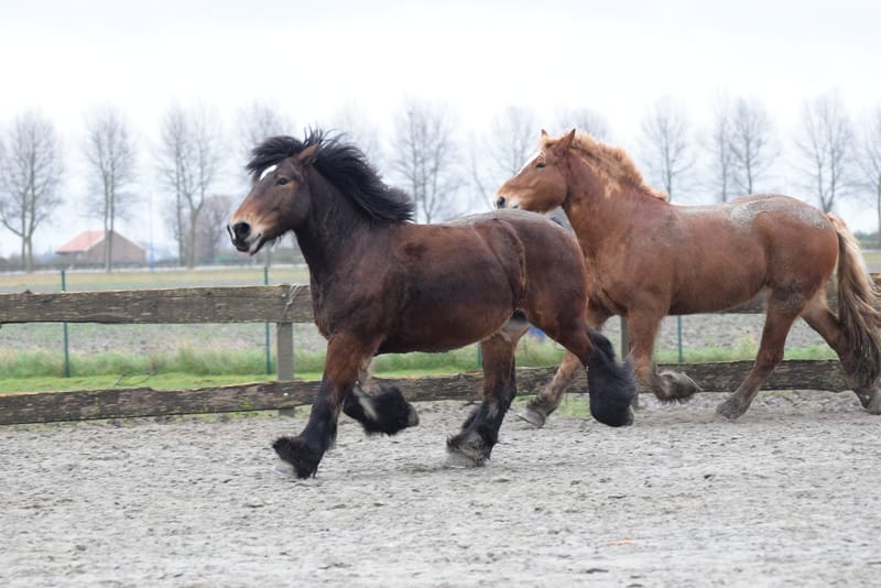 leren paarden fotograferen