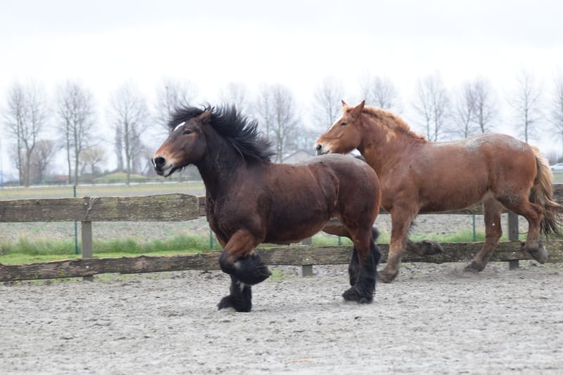 leren paarden fotograferen