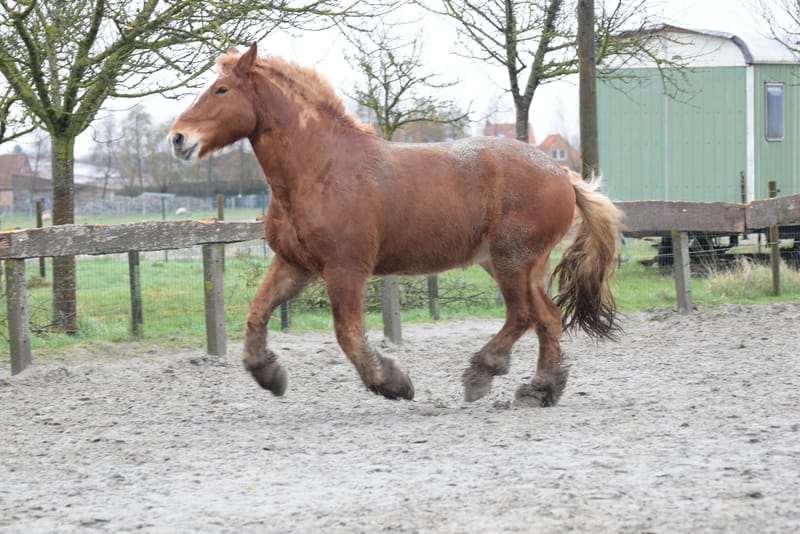 leren paarden fotograferen