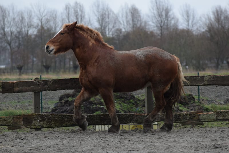 leren paarden fotograferen