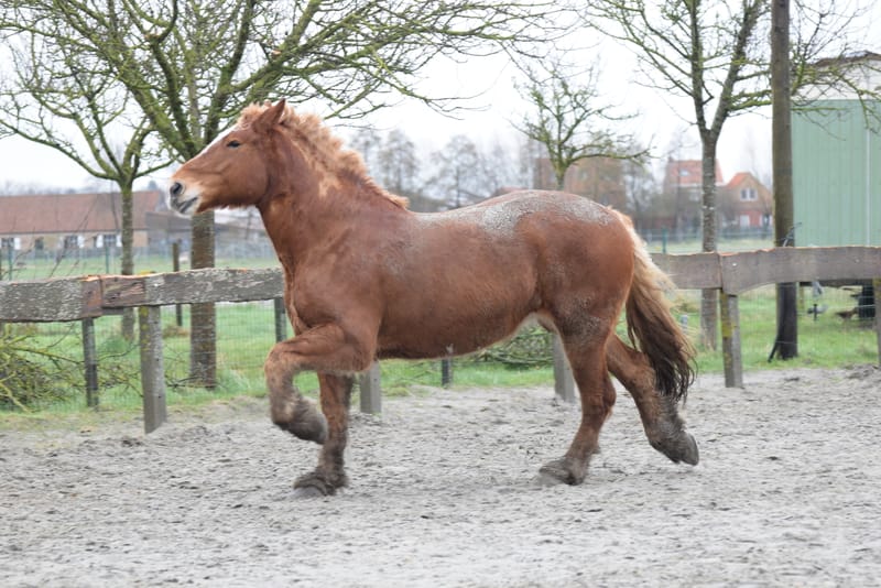 leren paarden fotograferen