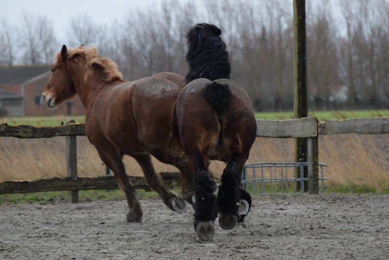 leren paarden fotograferen
