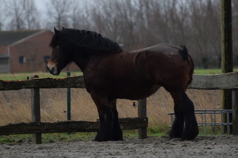 leren paarden fotograferen