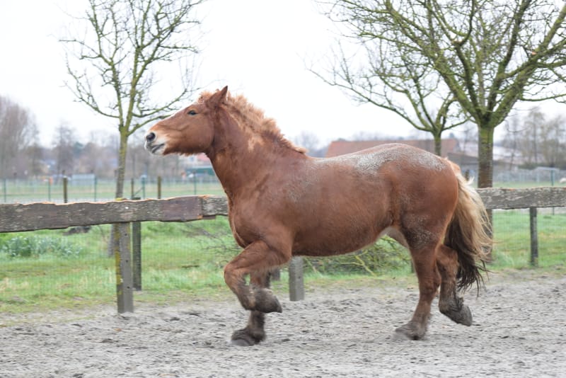 leren paarden fotograferen