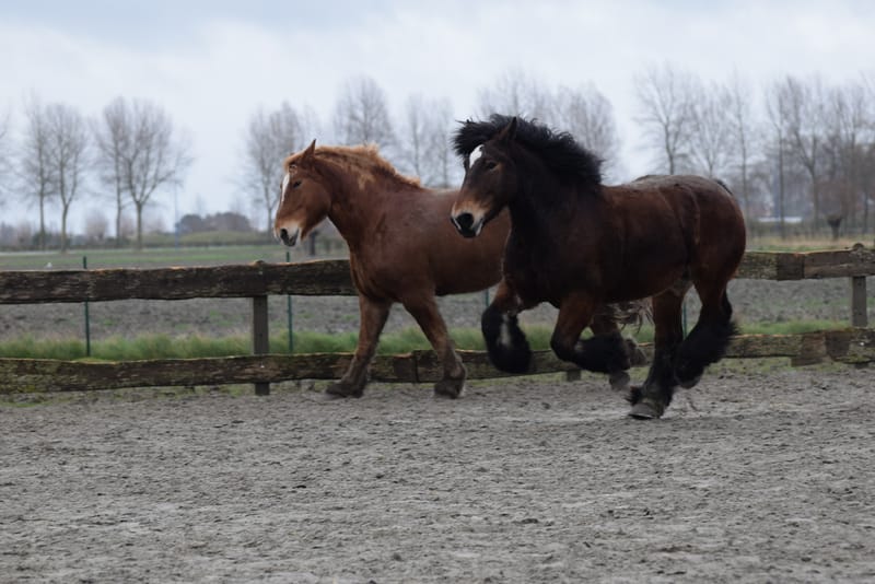 leren paarden fotograferen