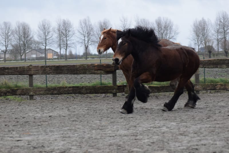 leren paarden fotograferen